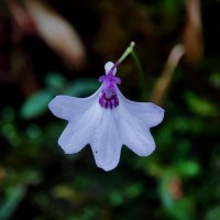 Utricularia moniliformis P.Taylor